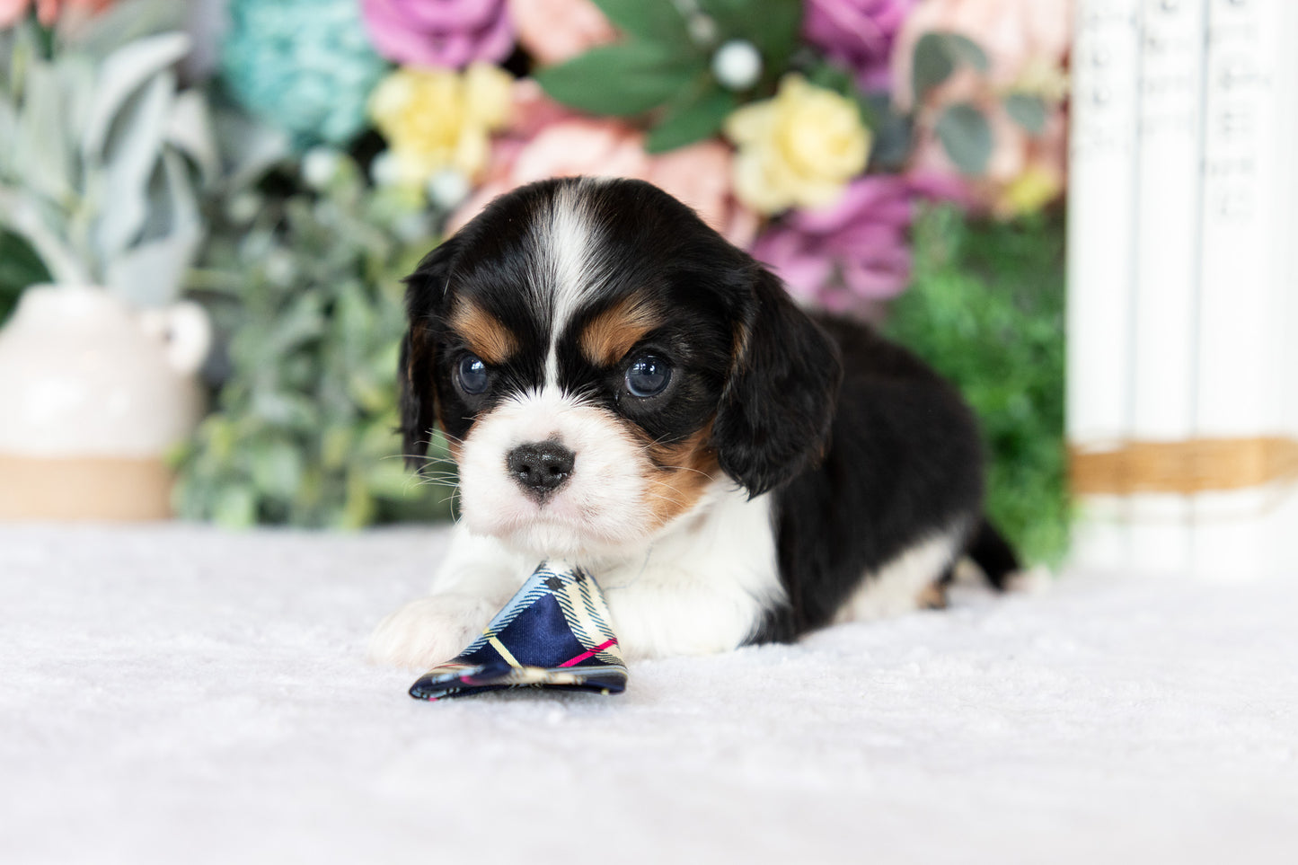 Cavalier King Charles Spaniel Male (Kingston)