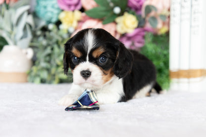 Cavalier King Charles Spaniel Male (Kingston)