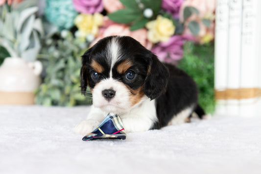 Cavalier King Charles Spaniel Male (Kingston)