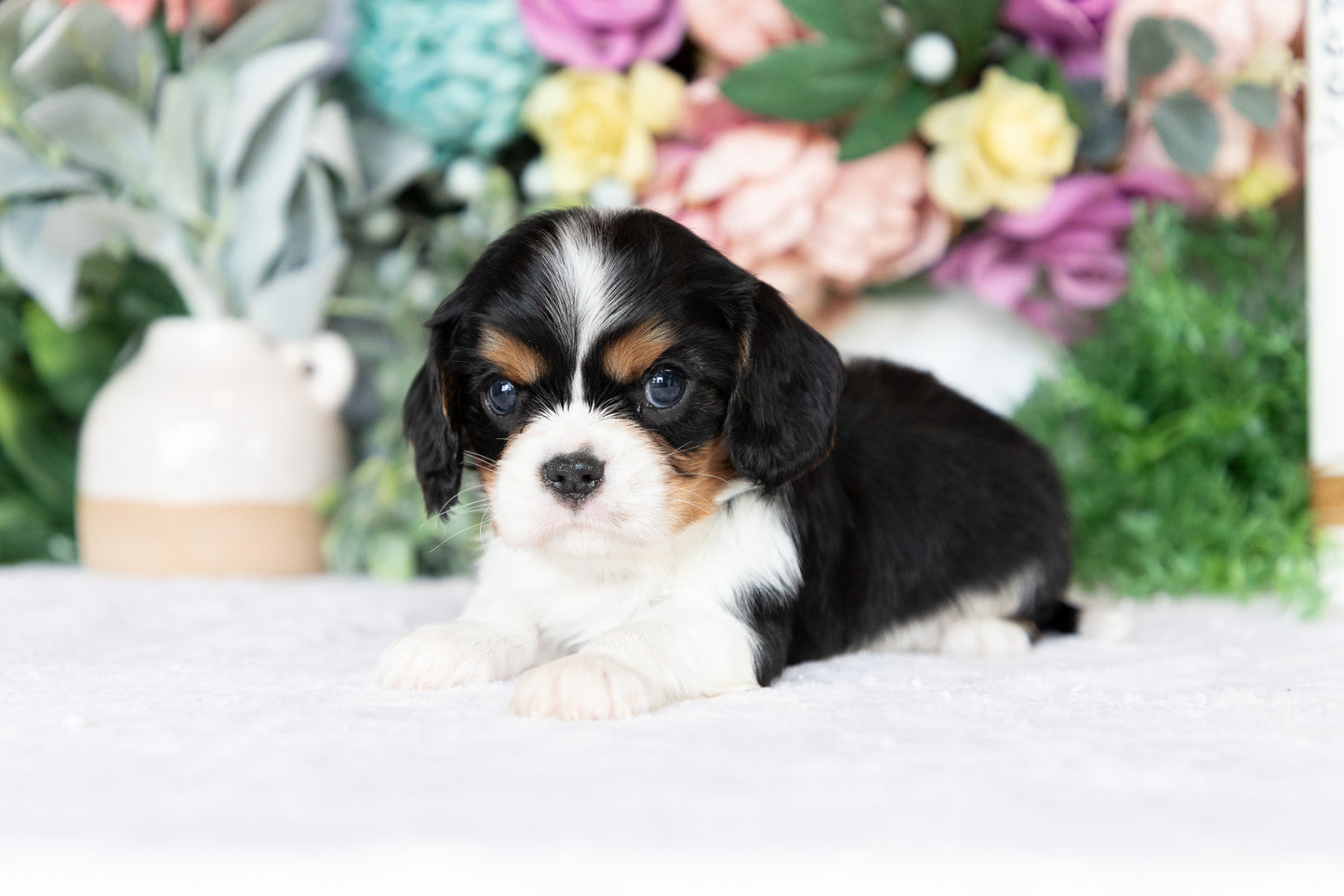 Cavalier King Charles Spaniel Male (Kingston)