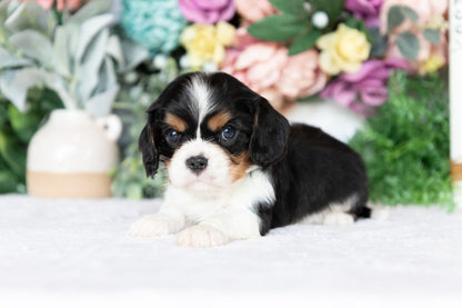 Cavalier King Charles Spaniel Male (Kingston)
