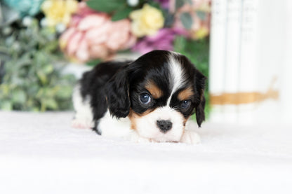 Cavalier King Charles Spaniel Male (Kingston)