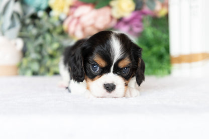 Cavalier King Charles Spaniel Male (Kingston)
