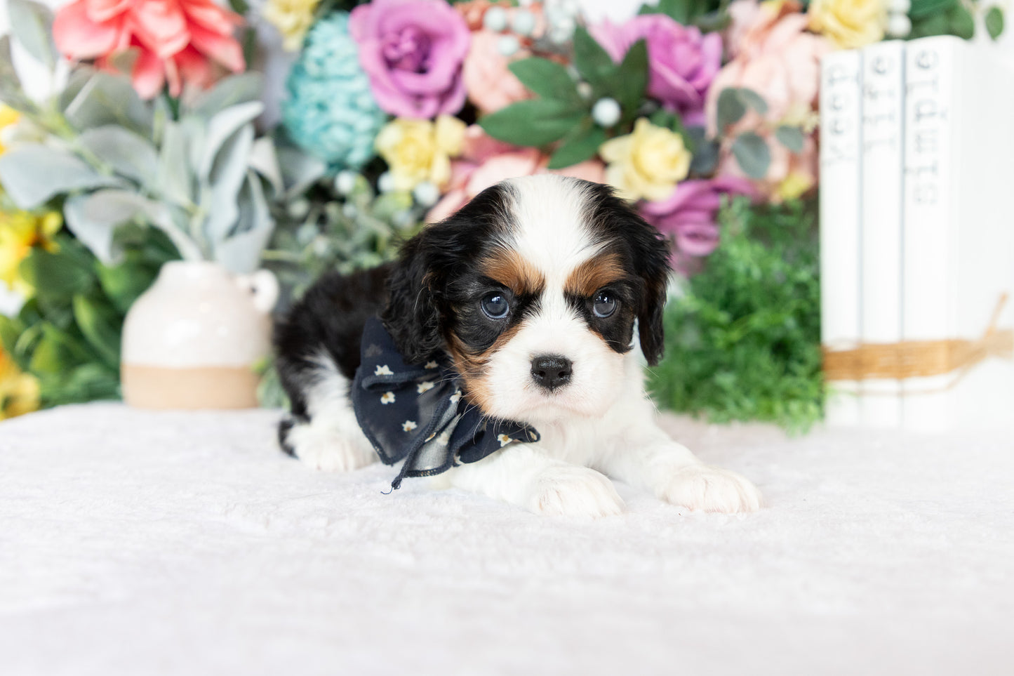 Cavalier King Charles Spaniel Female (Darcy)