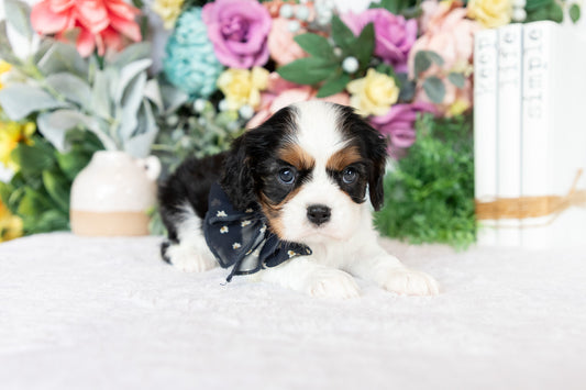 Cavalier King Charles Spaniel Female (Darcy)