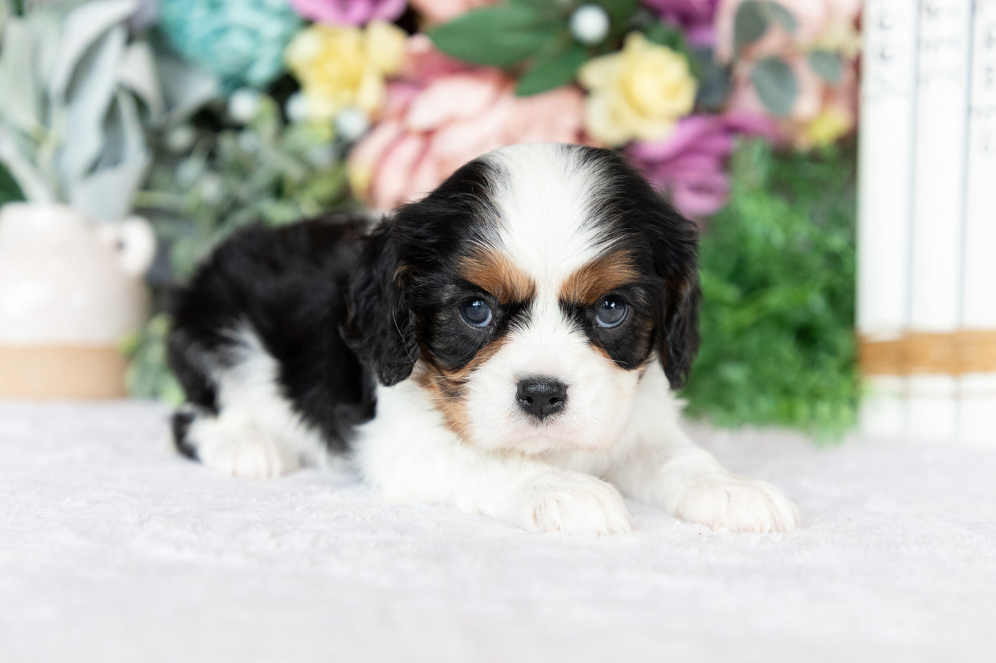 Cavalier King Charles Spaniel Female (Darcy)