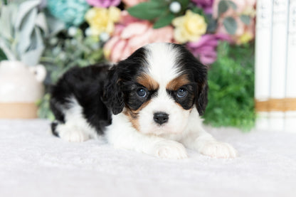 Cavalier King Charles Spaniel Female (Darcy)