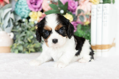 Cavalier King Charles Spaniel Female (Darcy)