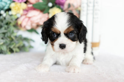 Cavalier King Charles Spaniel Female (Darcy)