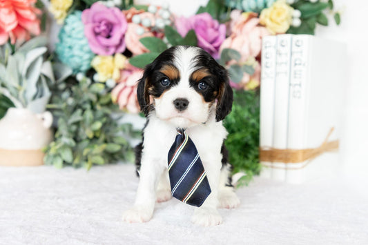 Cavalier King Charles Spaniel Male (Joey)