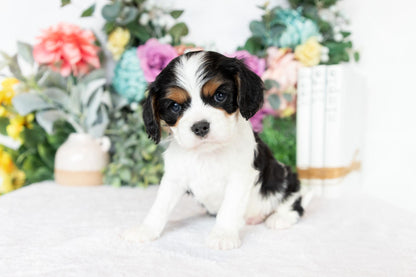 Cavalier King Charles Spaniel Male (Joey)