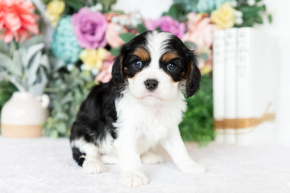 Cavalier King Charles Spaniel Male (Joey)