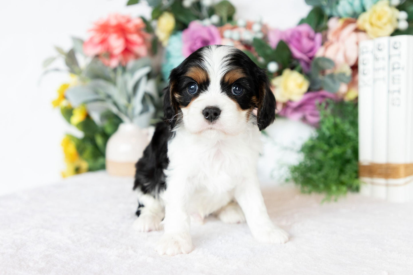 Cavalier King Charles Spaniel Male (Joey)