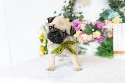 Pug Female (Sofie)