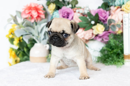 Pug Female (Sofie)