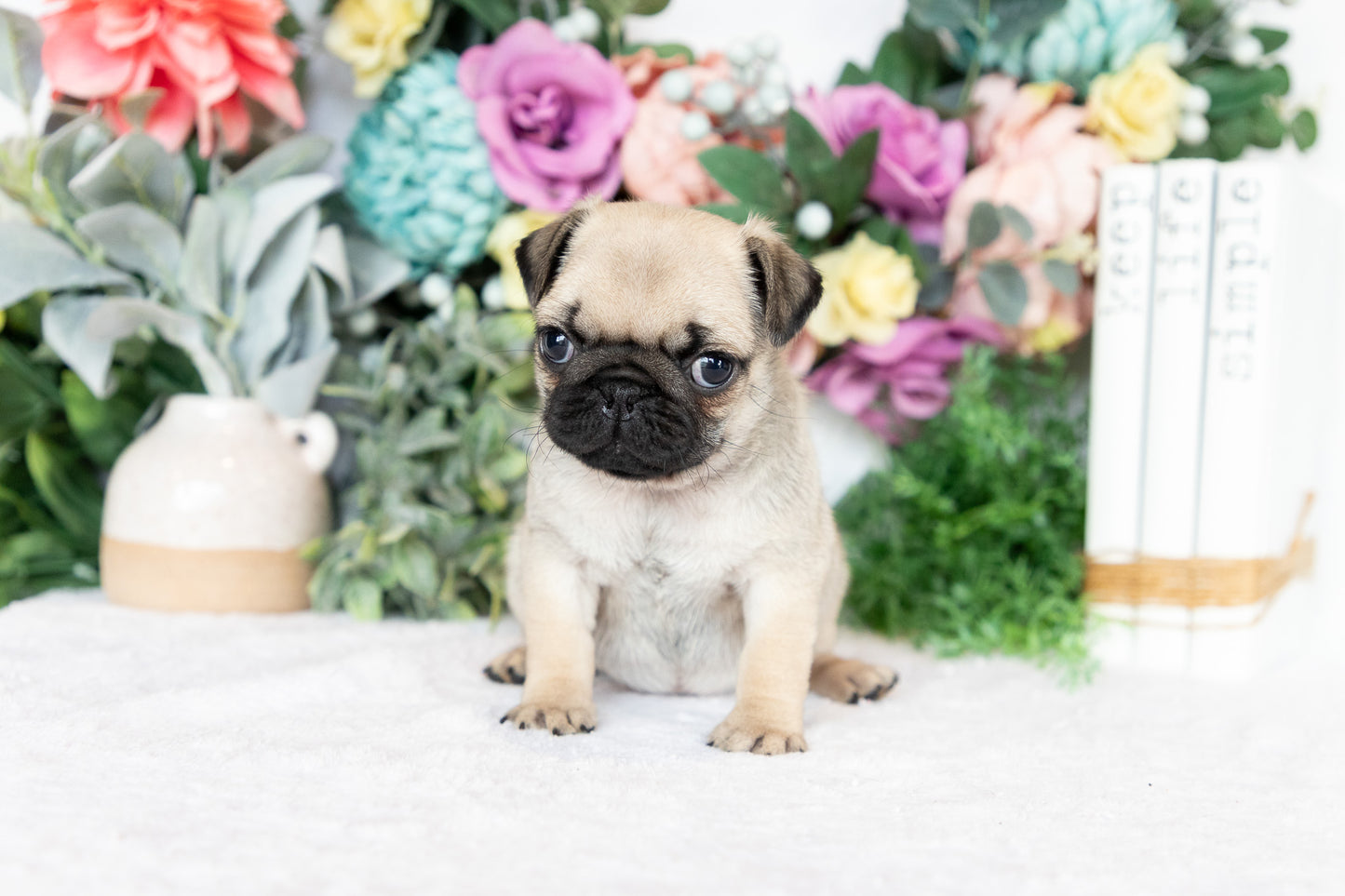 Pug Female (Sofie)