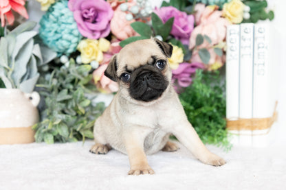 Pug Female (Sofie)