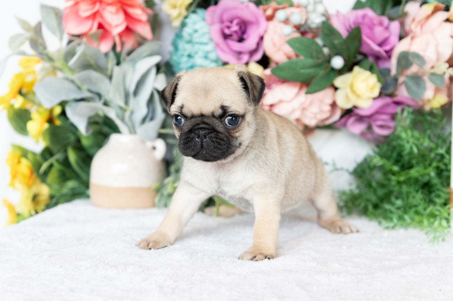 Pug Female (Sofie)