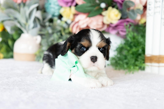 Cavalier King Charles Spaniel Female (Blakely)