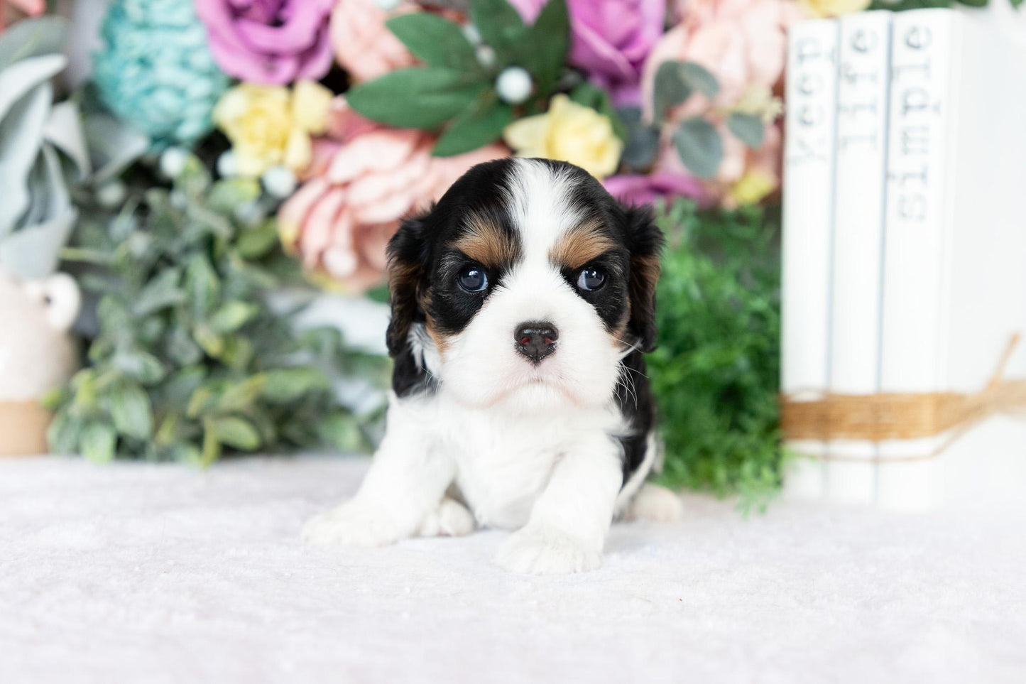 Cavalier King Charles Spaniel Female (Blakely)