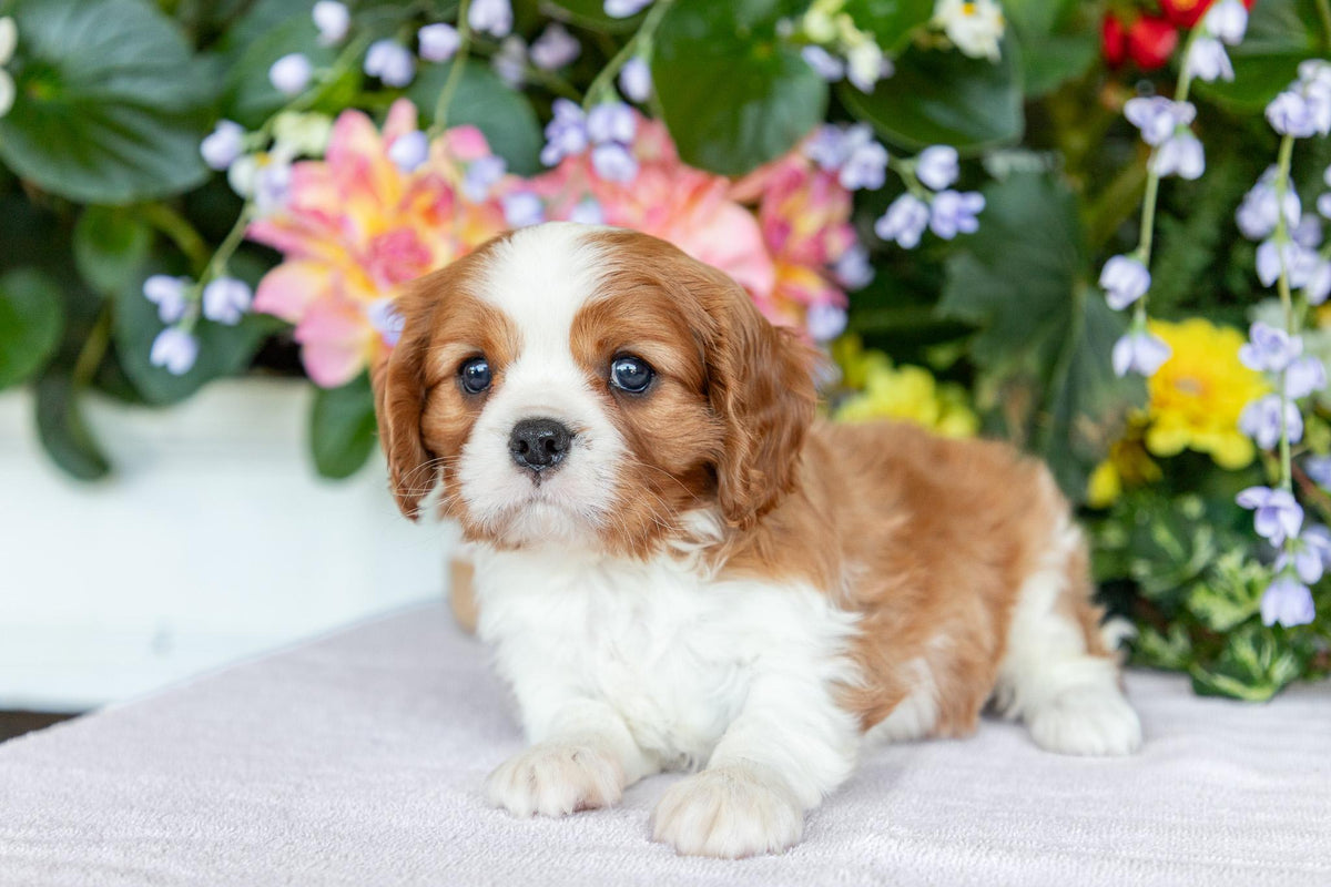 Cavalier King Charles Spaniel Male (Silas)