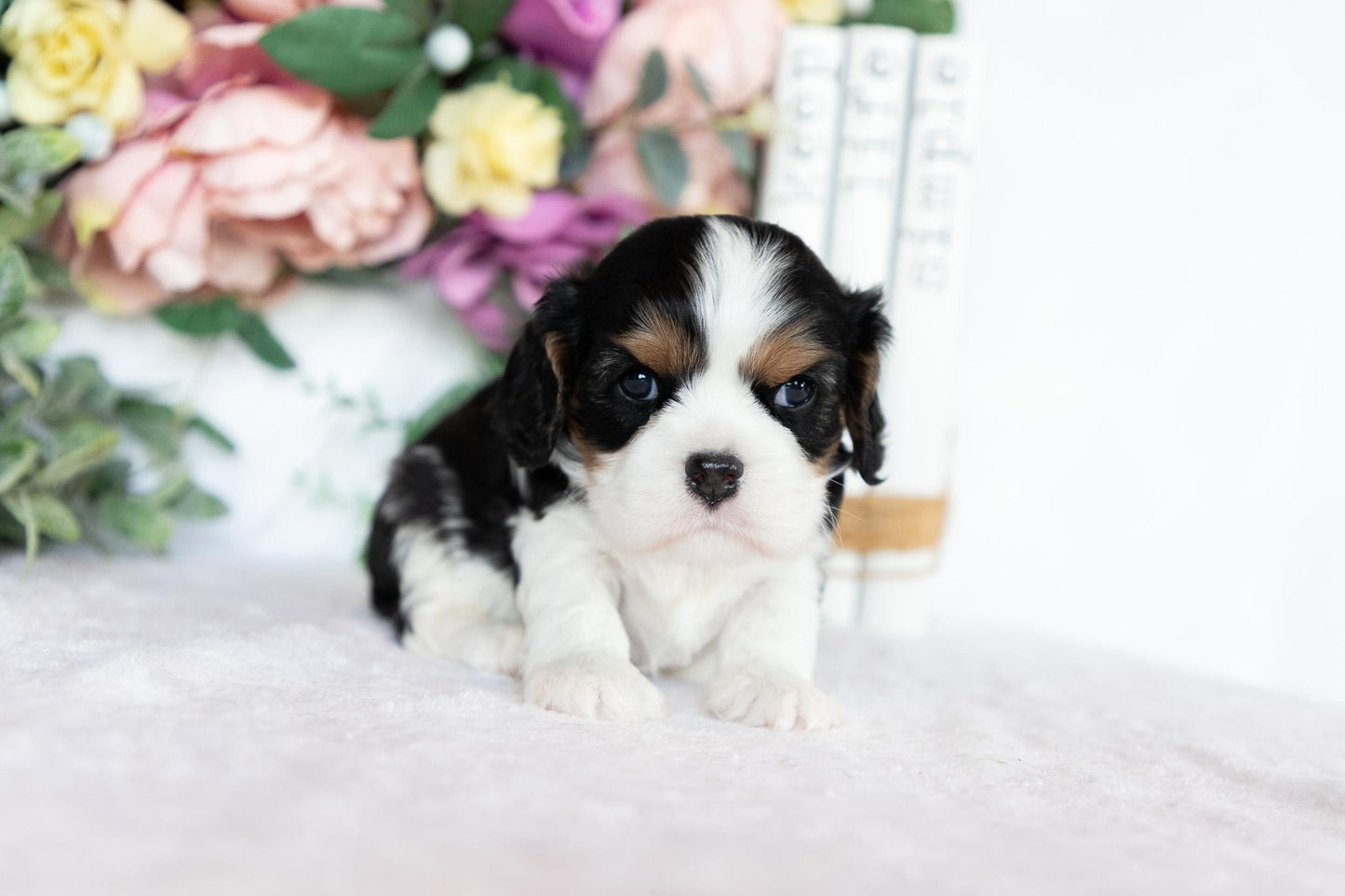Cavalier King Charles Spaniel Female (Blakely)
