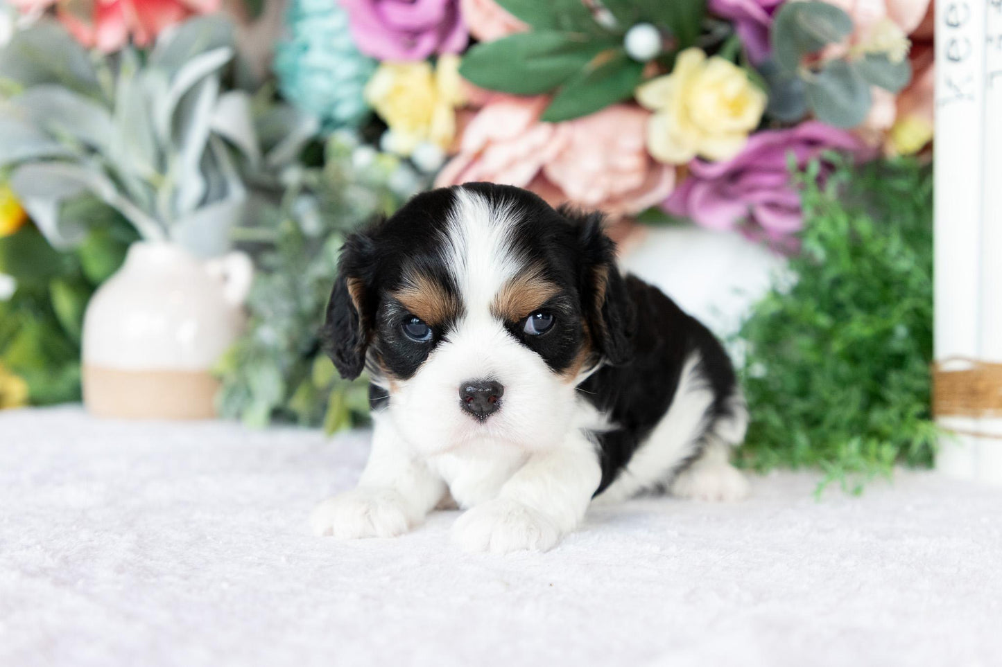 Cavalier King Charles Spaniel Female (Blakely)