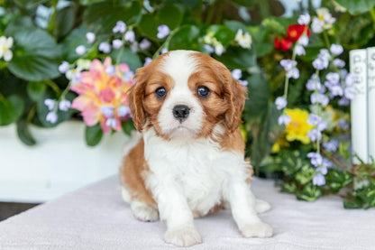 Cavalier King Charles Spaniel Male (Silas)