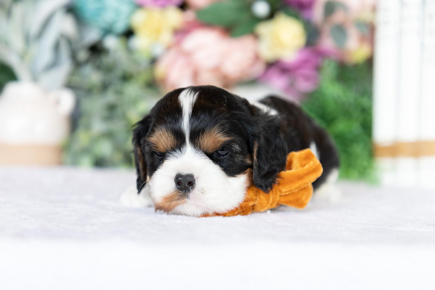 Cavalier King Charles Spaniel Female (June)
