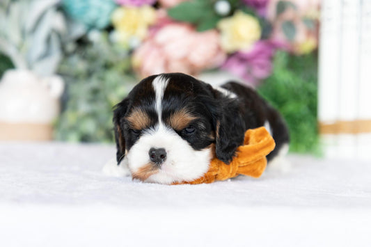 Cavalier King Charles Spaniel Female (June)
