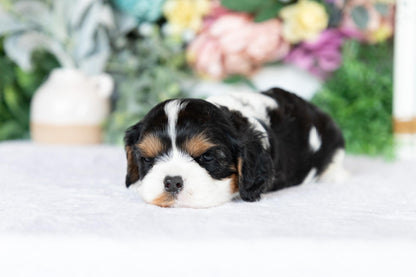 Cavalier King Charles Spaniel Female (June)