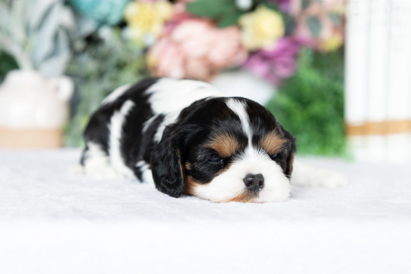 Cavalier King Charles Spaniel Female (June)