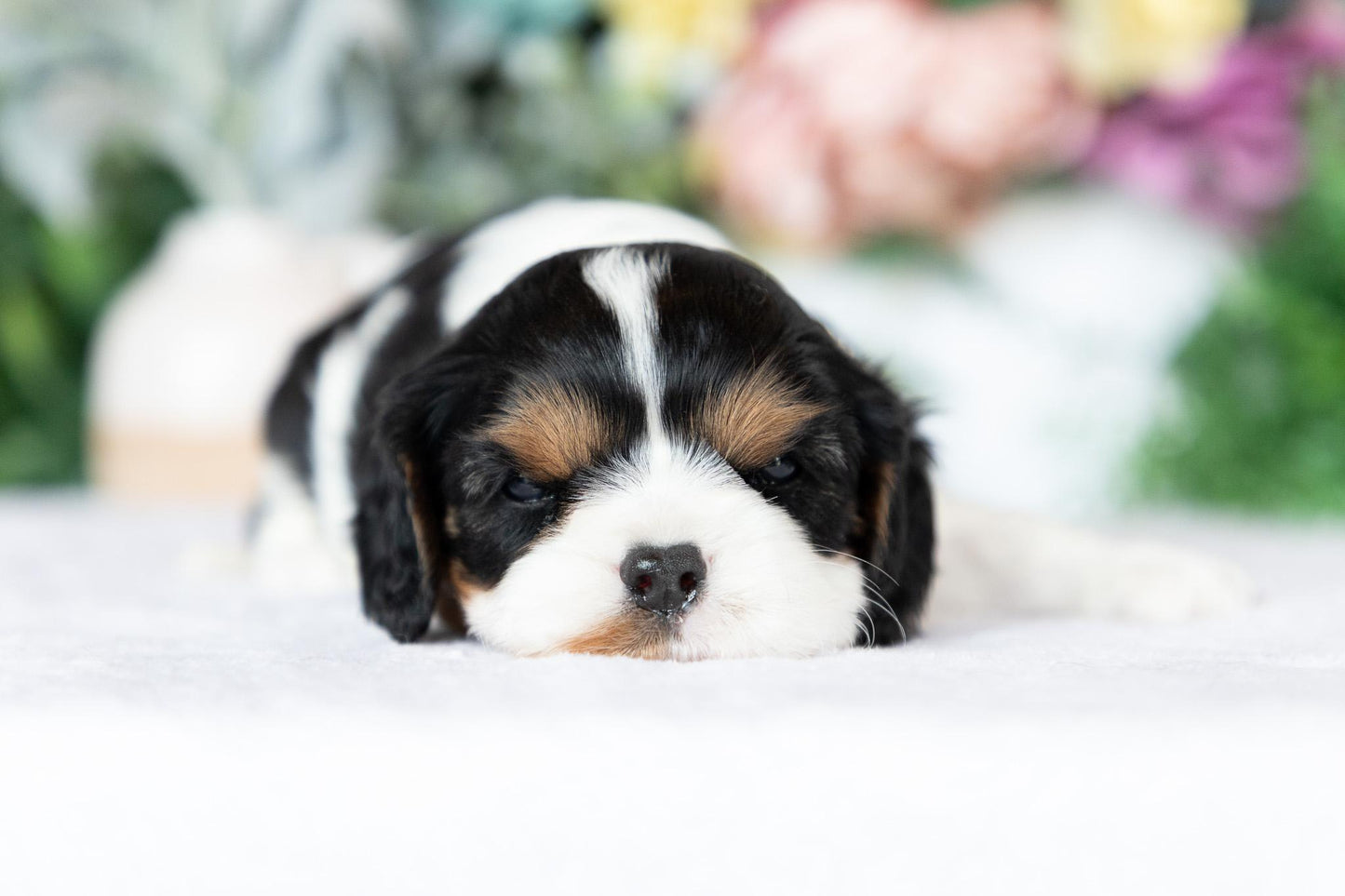 Cavalier King Charles Spaniel Female (June)