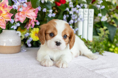 Cavalier King Charles Spaniel Female (Caroline)