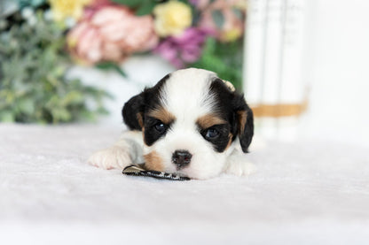 Cavalier King Charles Spaniel Male (Kai)