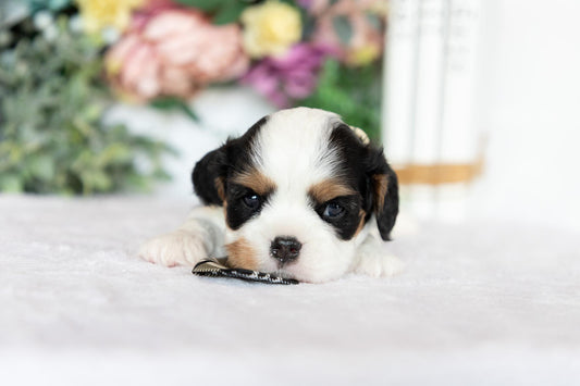 Cavalier King Charles Spaniel Male (Kai)