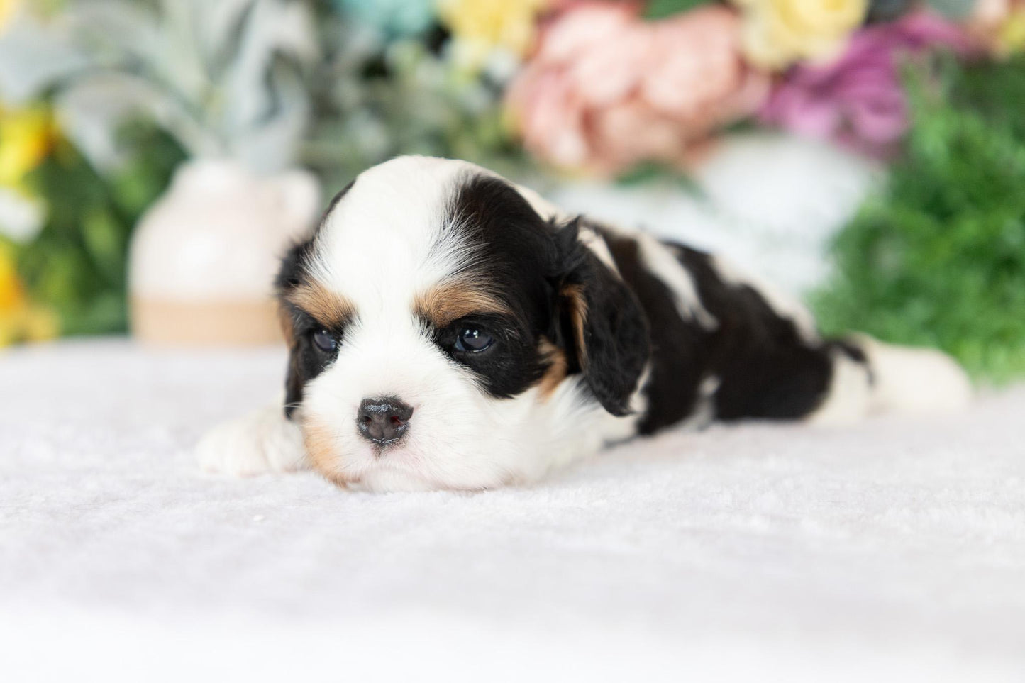 Cavalier King Charles Spaniel Male (Kai)