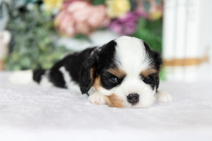 Cavalier King Charles Spaniel Male (Kai)