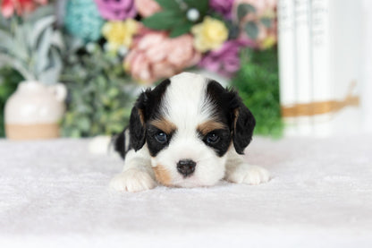 Cavalier King Charles Spaniel Male (Kai)