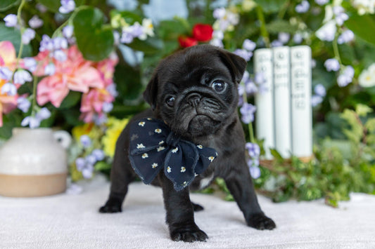 Pug Female (Charlotte)