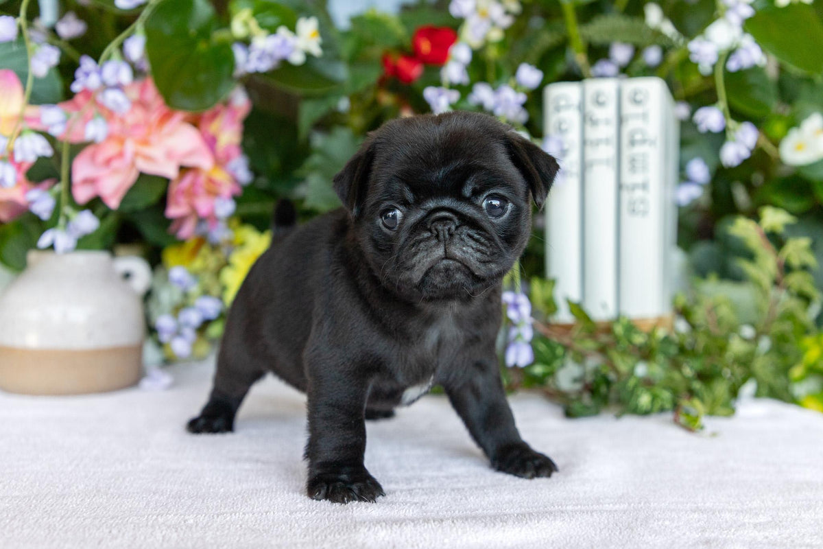 Pug Female (Charlotte)