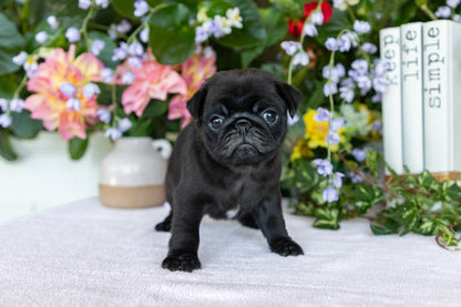 Pug Female (Charlotte)