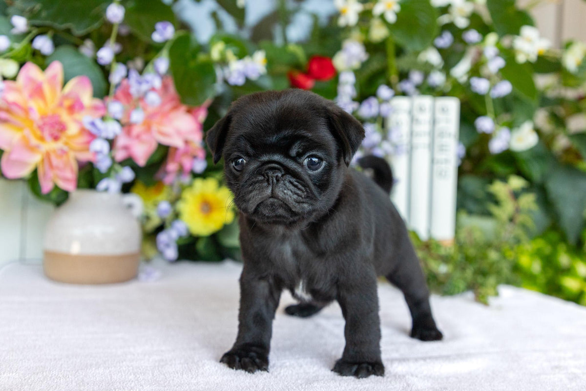 Pug Female (Charlotte)