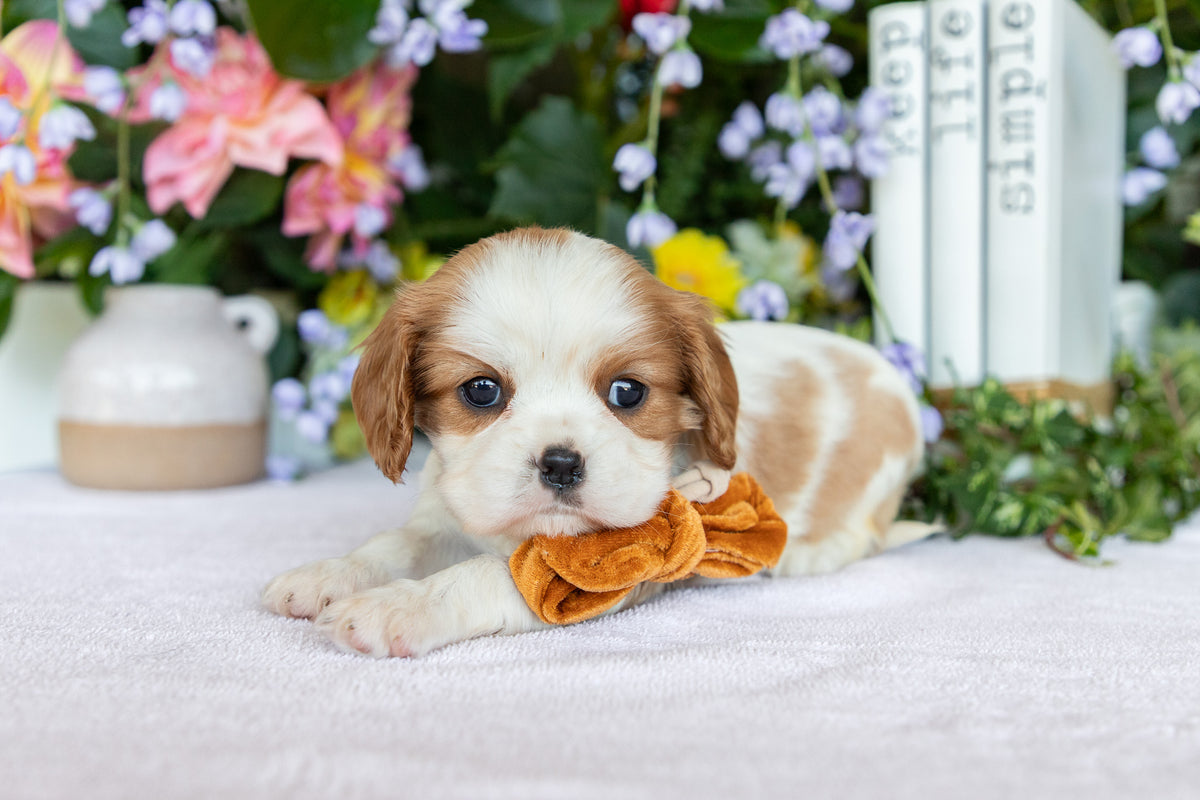 Cavalier King Charles Spaniel Female (Evelynn)