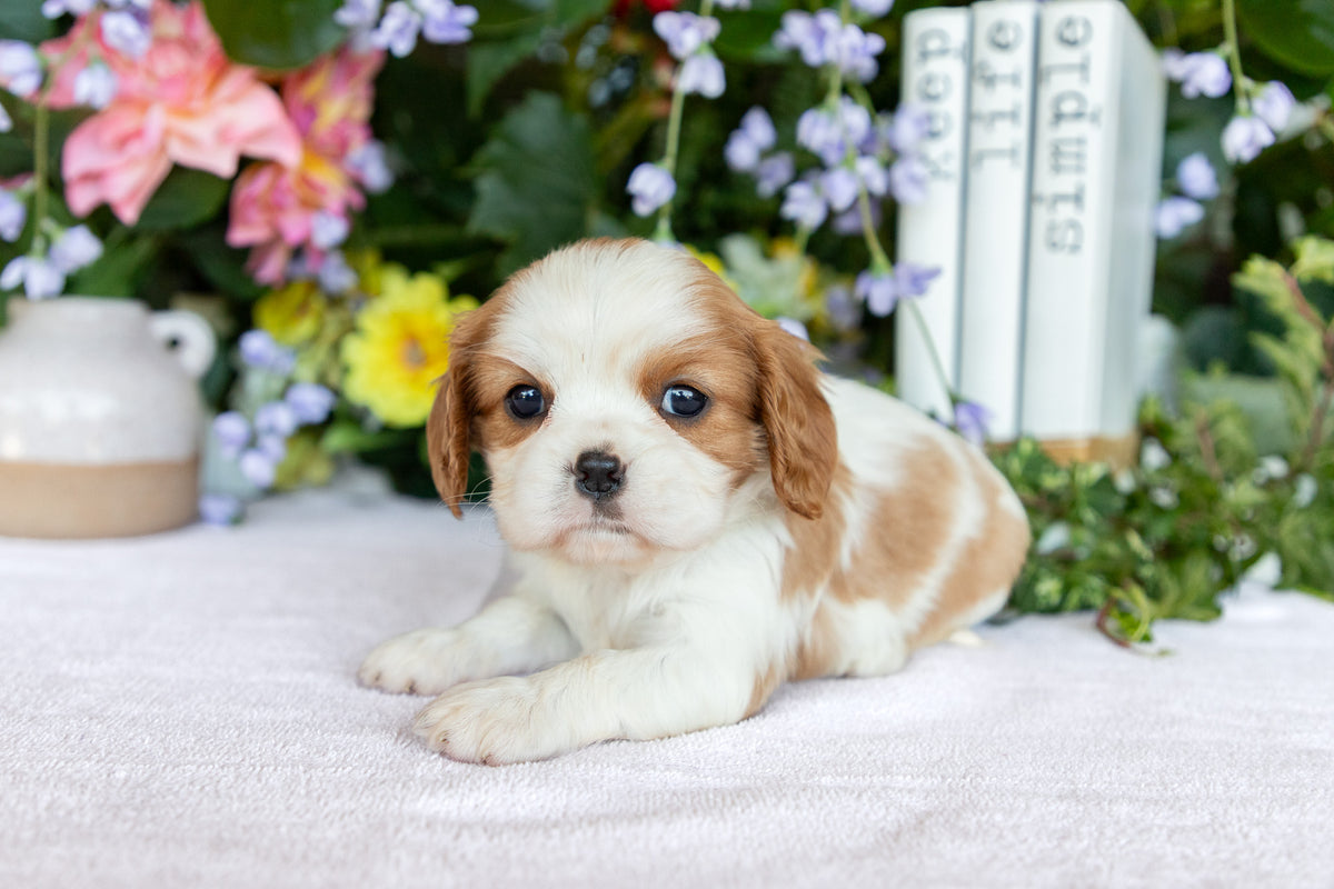 Cavalier King Charles Spaniel Female (Evelynn)