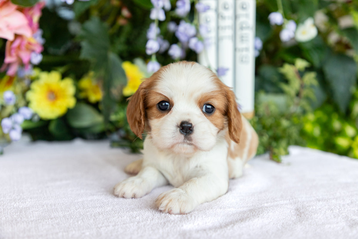 Cavalier King Charles Spaniel Female (Evelynn)