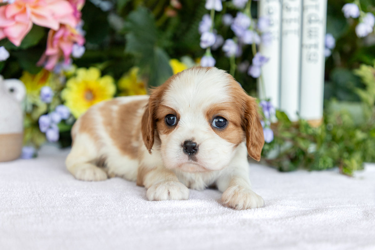 Cavalier King Charles Spaniel Female (Evelynn)