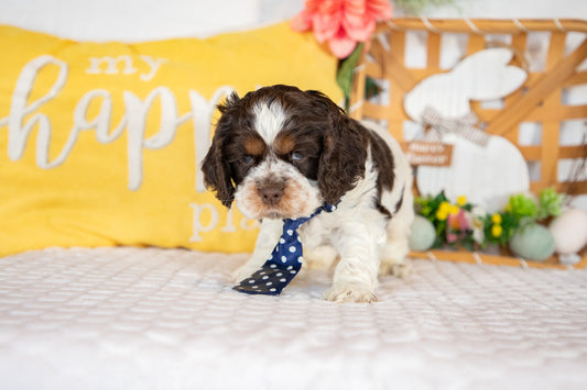 Cooper-Cocker Spaniel Male