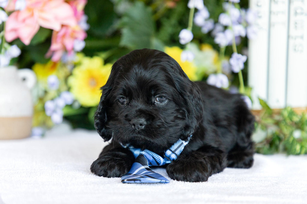 Cocker Spaniel Male (Scottie)