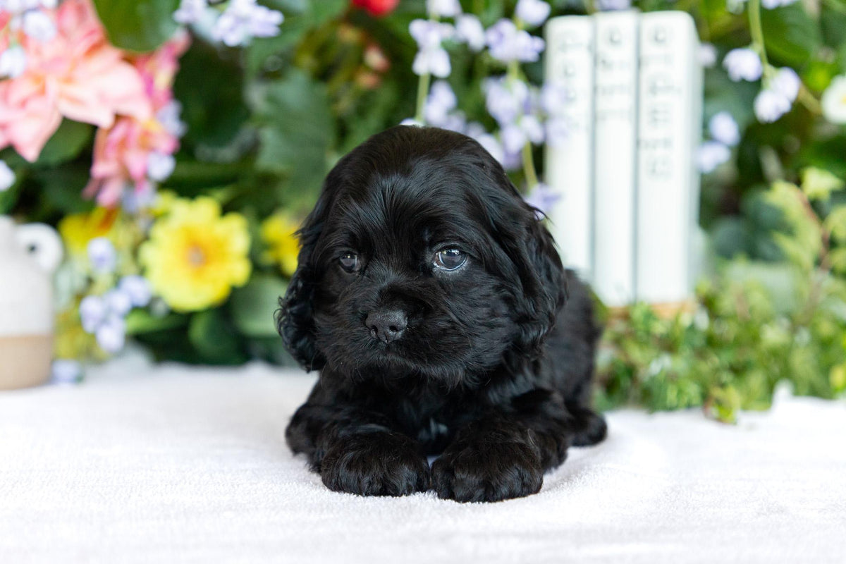 Cocker Spaniel Male (Scottie)
